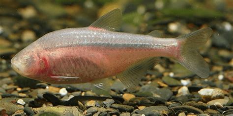 blind cave fish|Mexican Blind Cave Tetra Care: Comple.